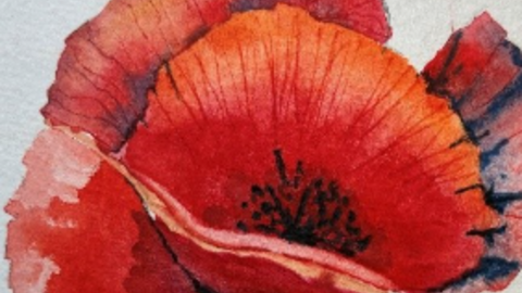 poppies