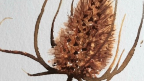 seedhead