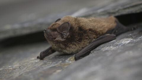 Bat walks at Hanningfield Reservoir