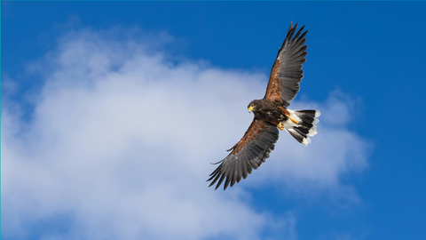 Harris Hawk 