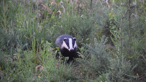 Fingringhoe Badgers 