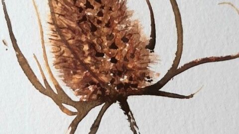 Viv - seedhead