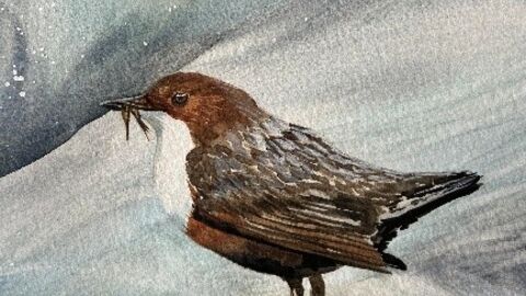 Dipper