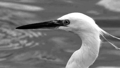 egrets