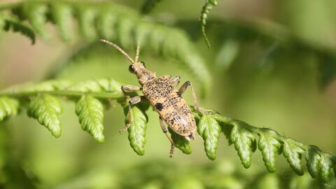 Beetle on fern
