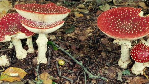 Fly agaric - Dr Malcolm Storey 