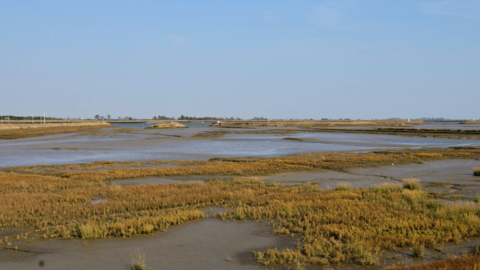 Saltmarsh - Terry Whittaker