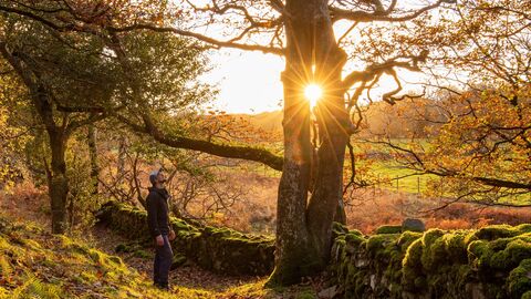 Sunlight pouring through a gap in an oak tree with a person staring up at it