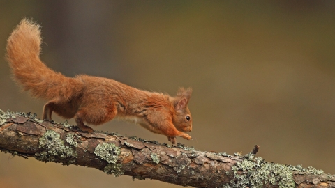 Red Squirrel