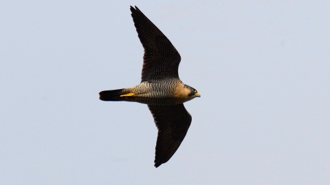 PEREGRINE FALCON in flight