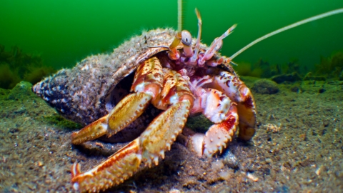 Hermit crab