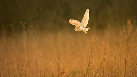 Barn owl in flight