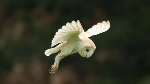 Barn owl