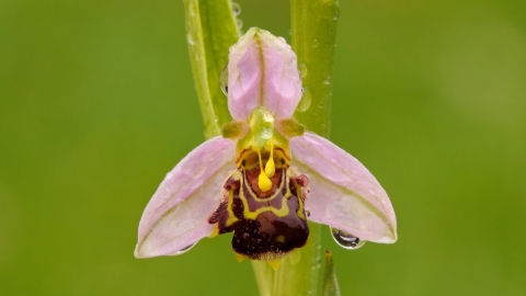 Bee orchid