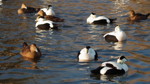 Ducks