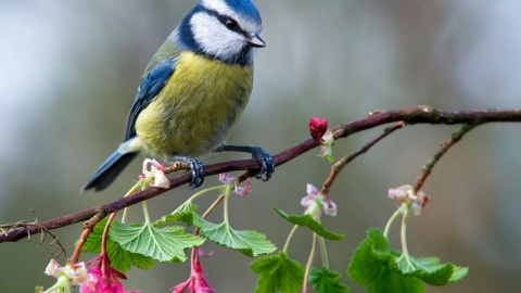 Blue Tit