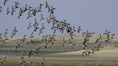 brent geese flock