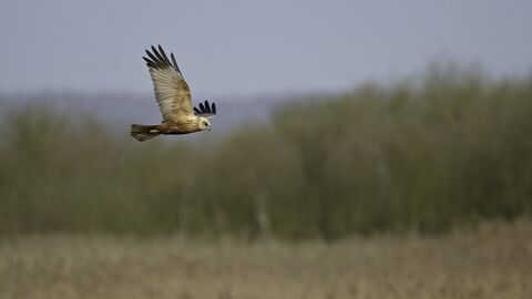 Marsh harrier in flight