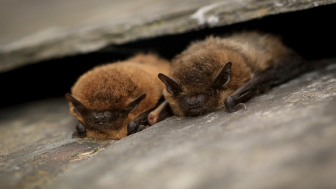 Bats
