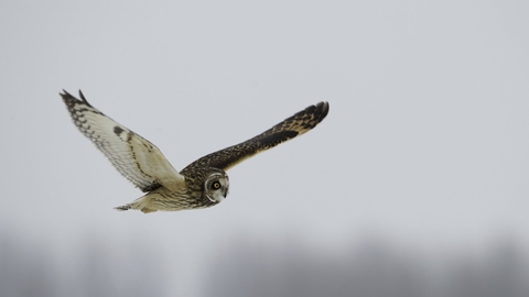 short eared owl