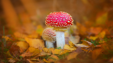 A fly agaric fungus