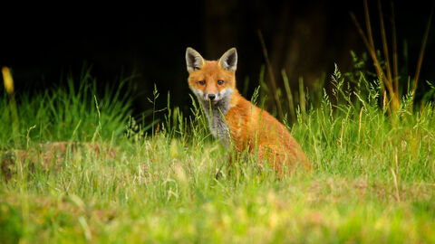 Fox