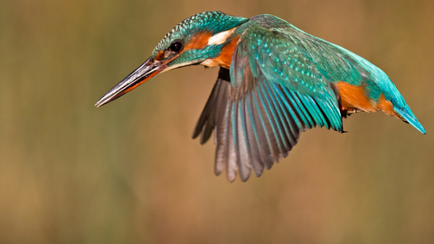photo of a kingfisher