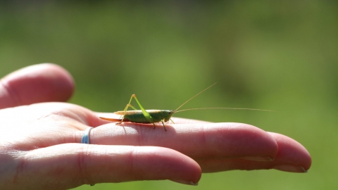 grasshopper