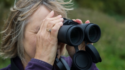 Bird watching