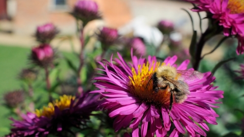 Bee