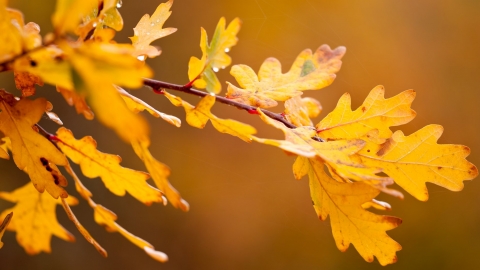 Autumn Walk