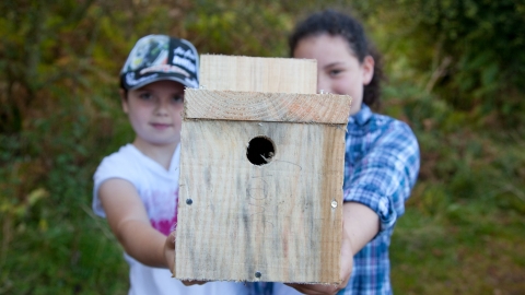 bird box