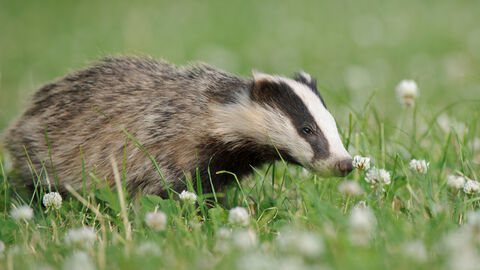 Badger