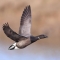 Brent Goose 