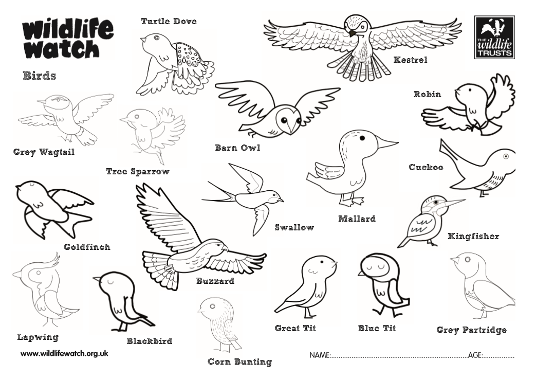 Get Wild at Home | Essex Wildlife Trust