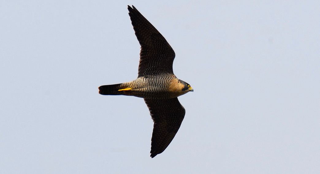 Birds of prey Essex Wildlife Trust