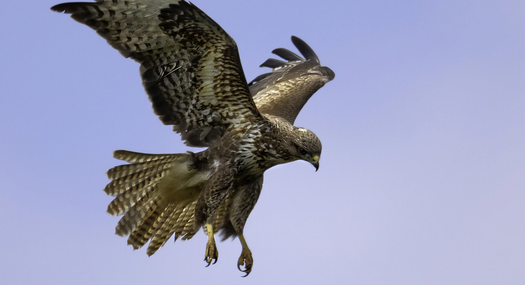 Birds of prey Essex Wildlife Trust