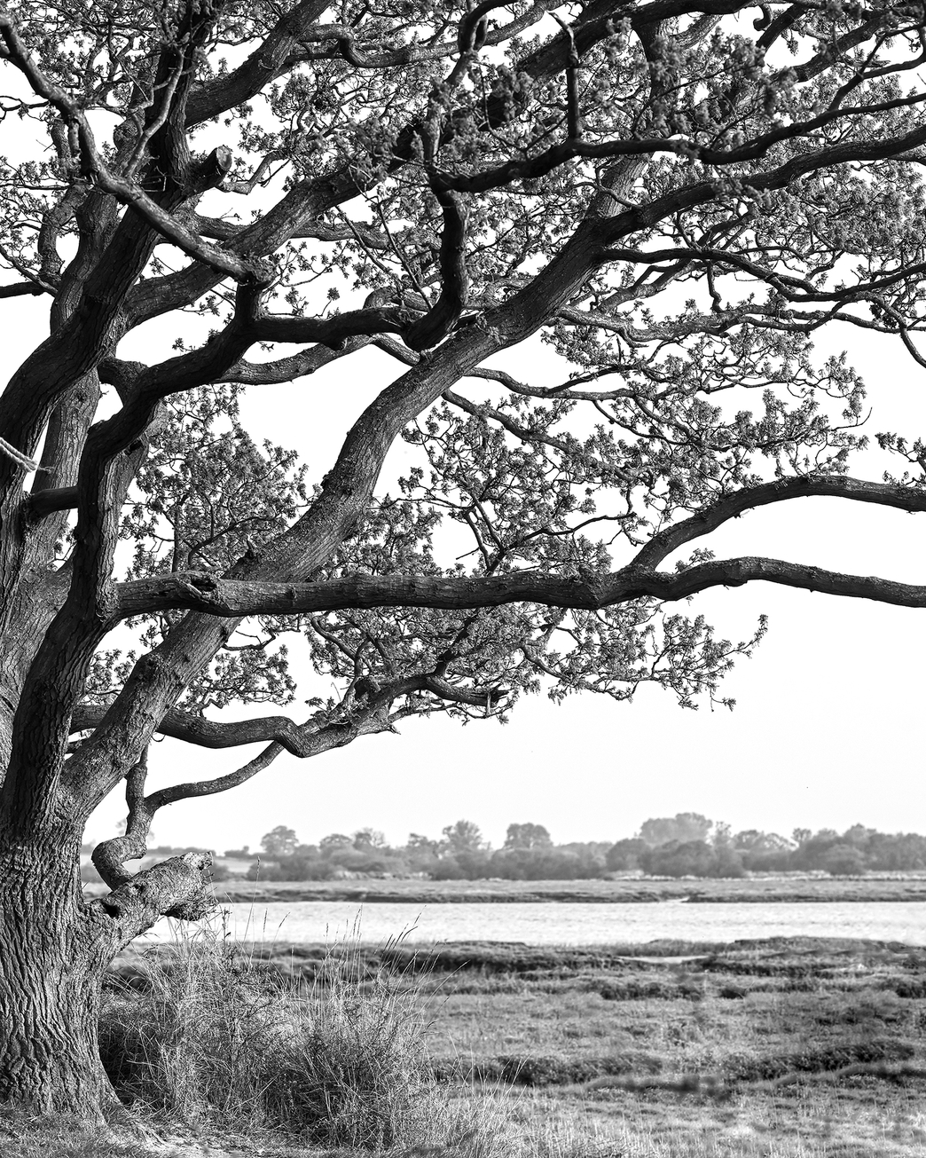 Arlesford Creek 