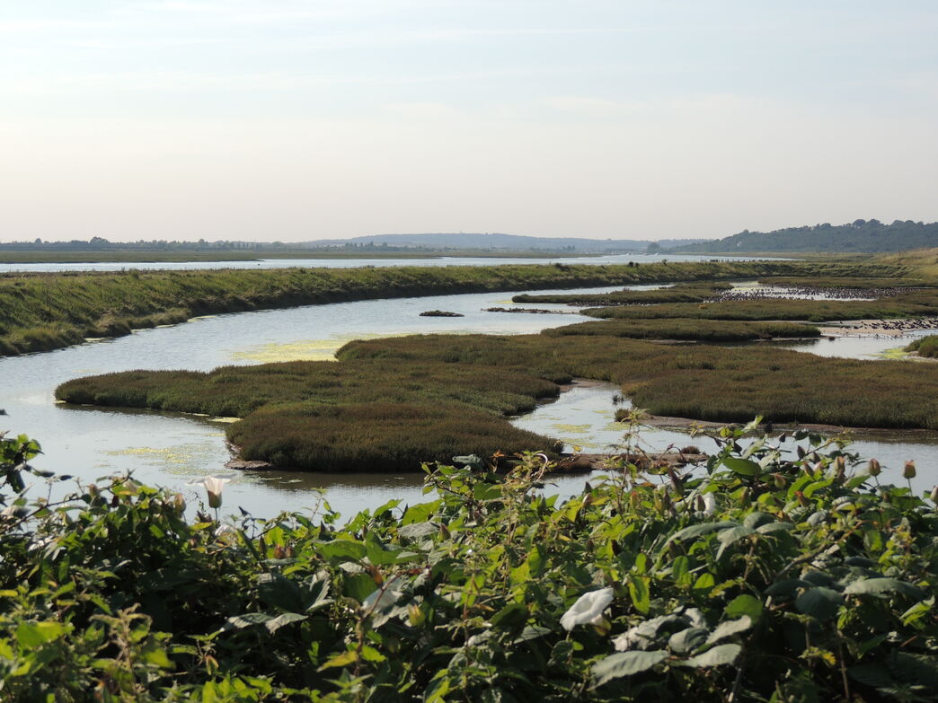 Winter bird survey at Two Tree Island | Essex Wildlife Trust