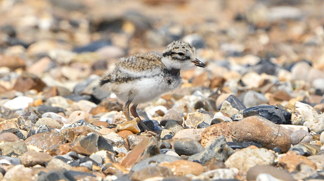 Marine and coastal recovery | Essex Wildlife Trust