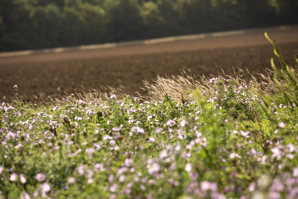 What if nature-friendly farming support gets cut? | Essex Wildlife Trust