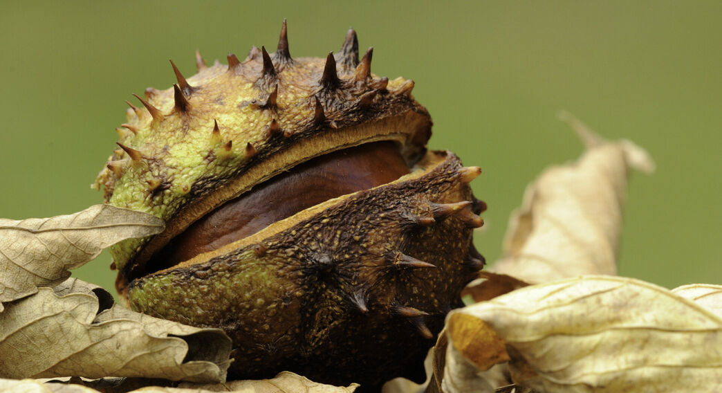Bonkers for conkers | Essex Wildlife Trust