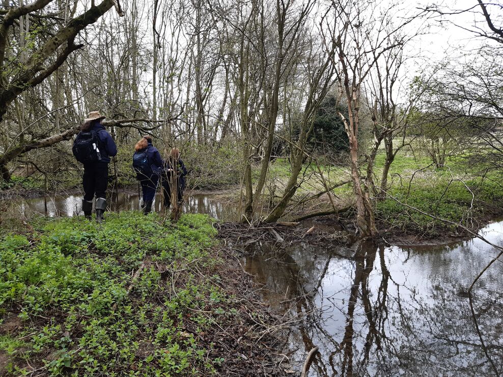 Reintroducing beavers | Essex Wildlife Trust