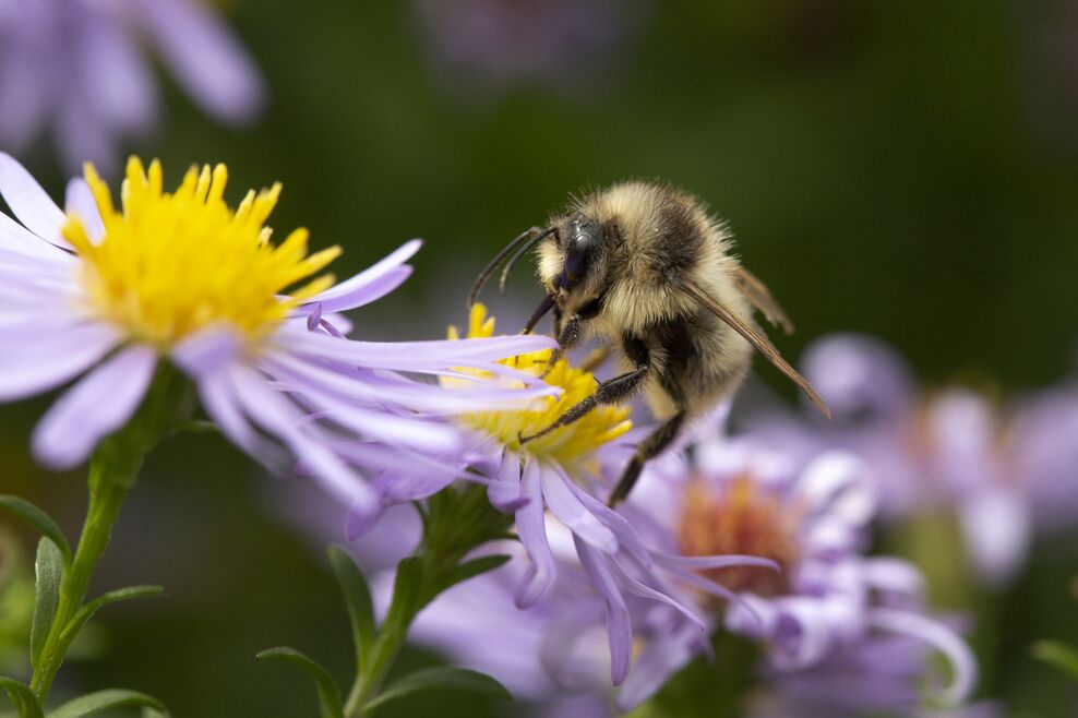 Thurrock’s struggling wildlife | Essex Wildlife Trust