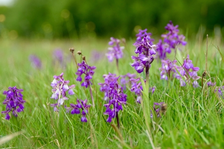 Oxley Meadows Green Winged Orchids