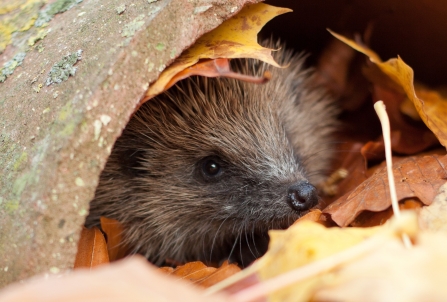 Hedgehog