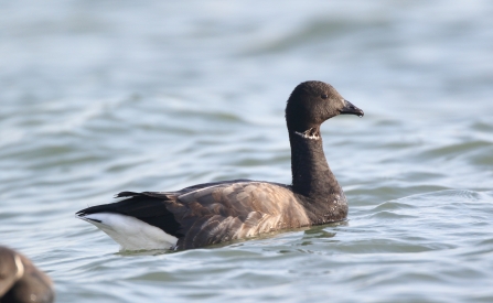 Brent Goose 