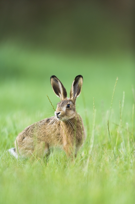 Brown Hare