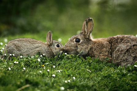 Rabbit - Robin Lowry