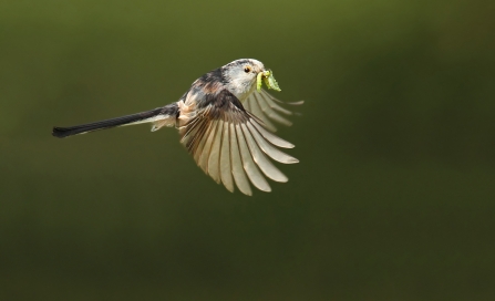 Long-tailed Tit